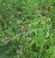 Image of Klasea quinquefolia (Willd.) Greuter & Wagenitz