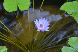 Image of Cape Blue Water-Lily