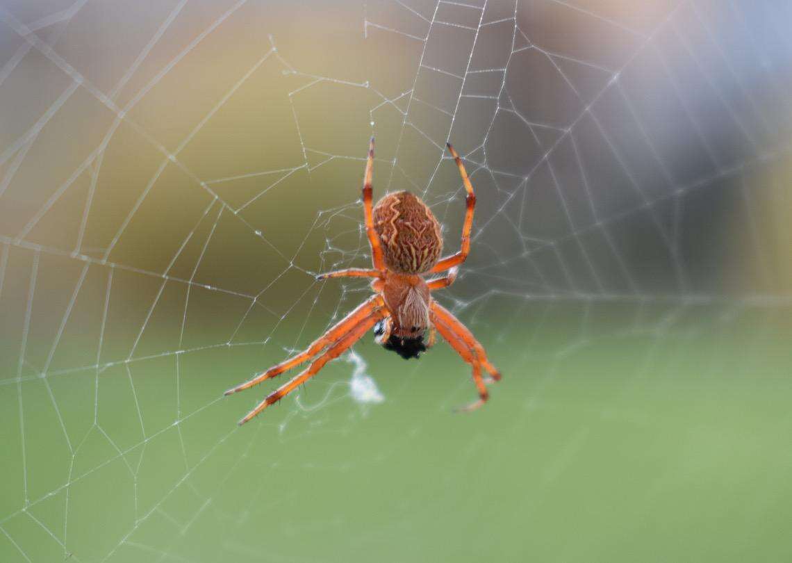 Image of Salsa fuliginata (L. Koch 1872)