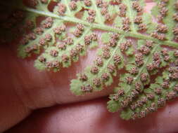 Image of Plummer's cliff fern