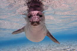 Image of Hawaiian Monk Seal