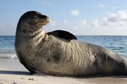 Image of Hawaiian Monk Seal