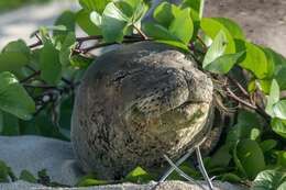 Image of Hawaiian Monk Seal