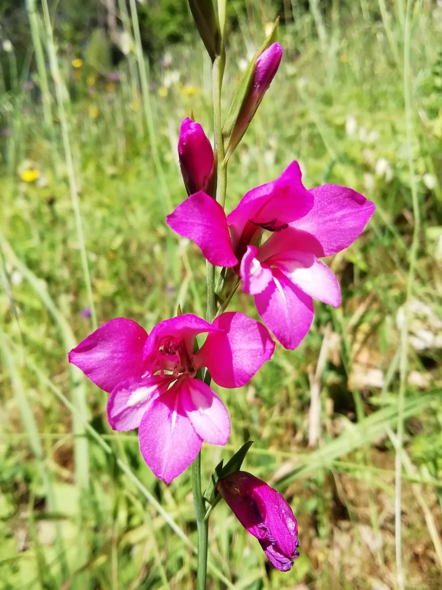 Image of Gladiolus illyricus W. D. J. Koch