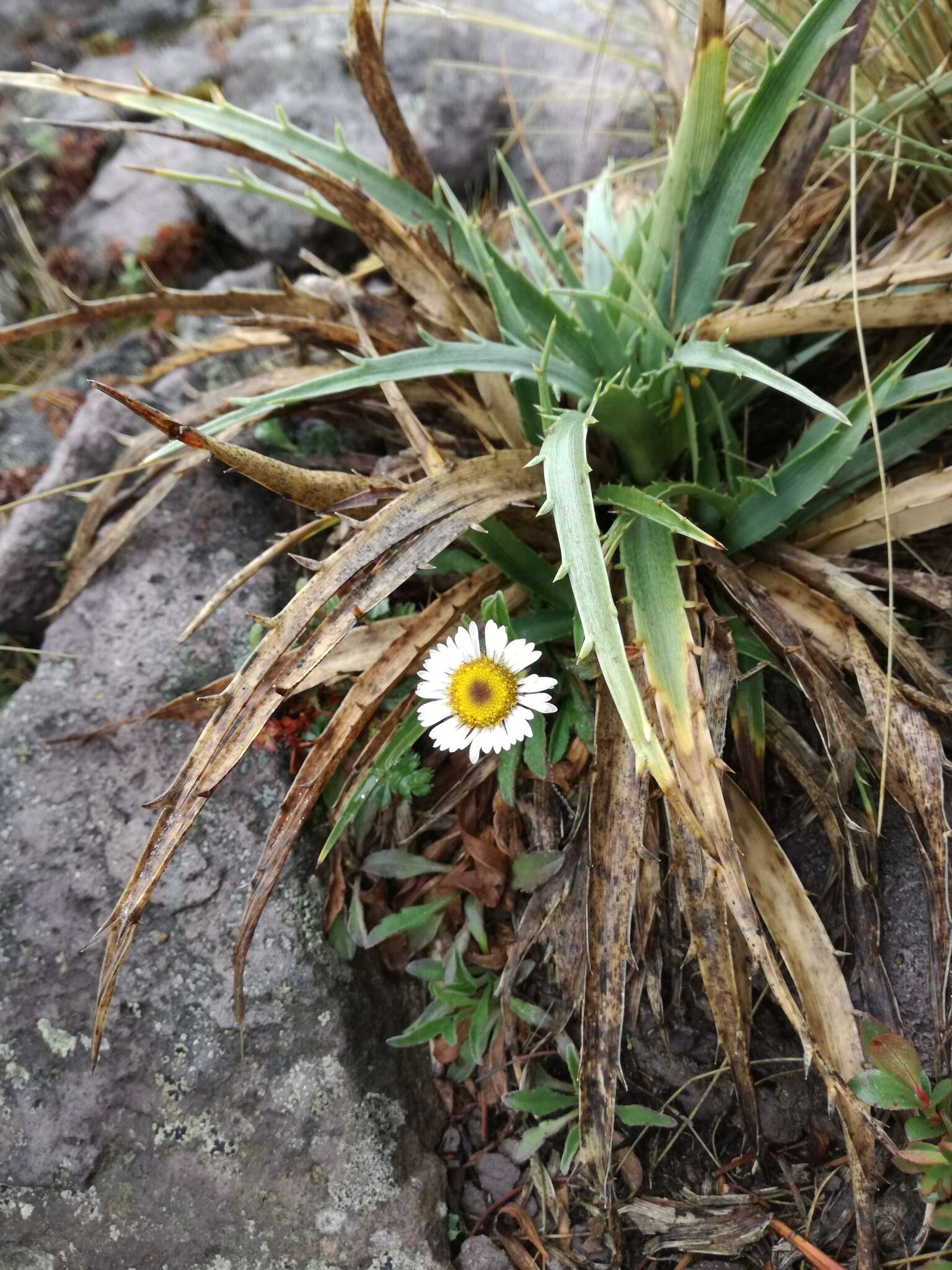 Plancia ëd Erigeron galeottii (Hemsl.) Greene