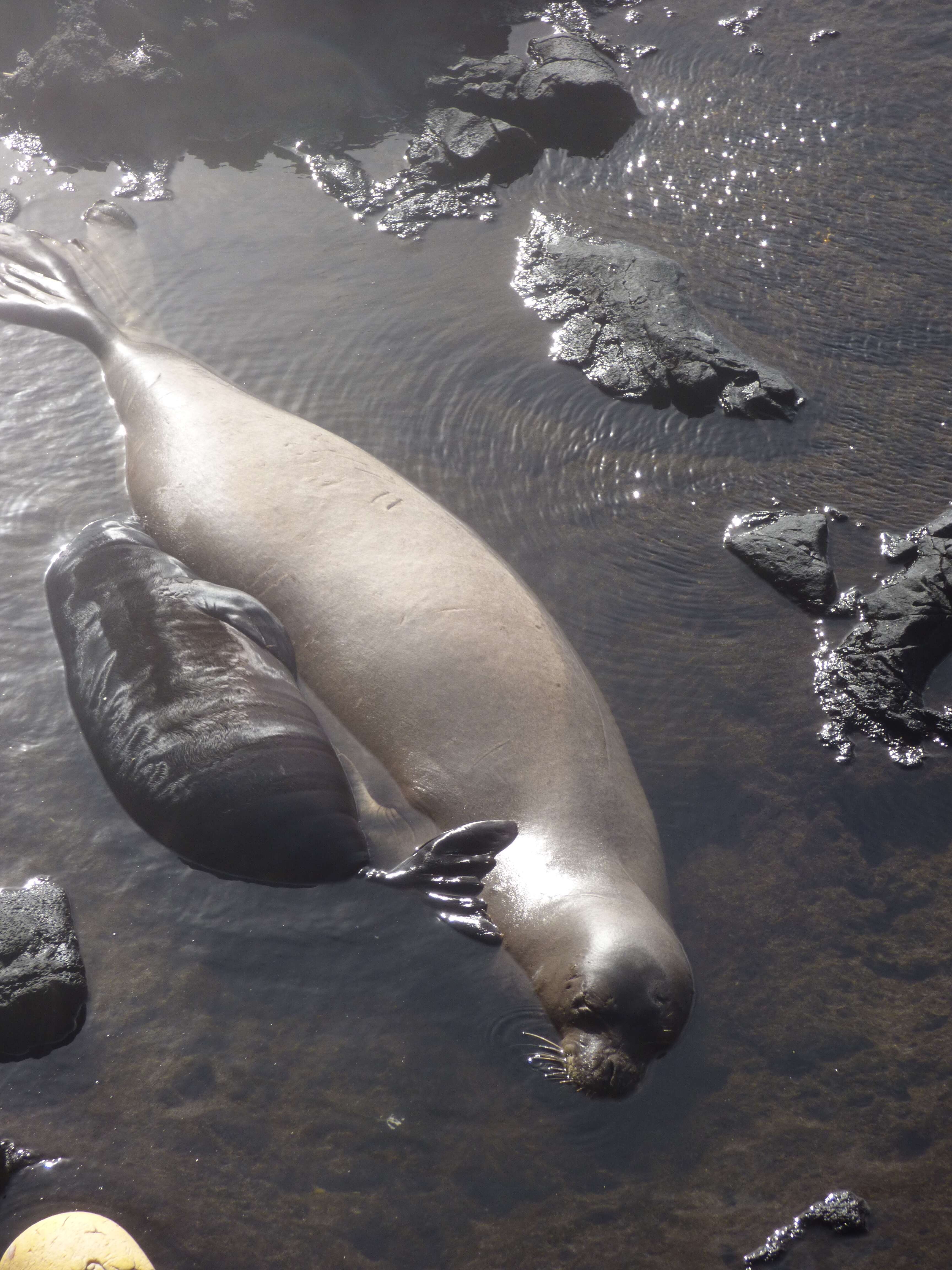 Image of Hawaiian Monk Seal