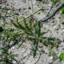 Image of Cylindropuntia lindsayi (Rebman) Rebman