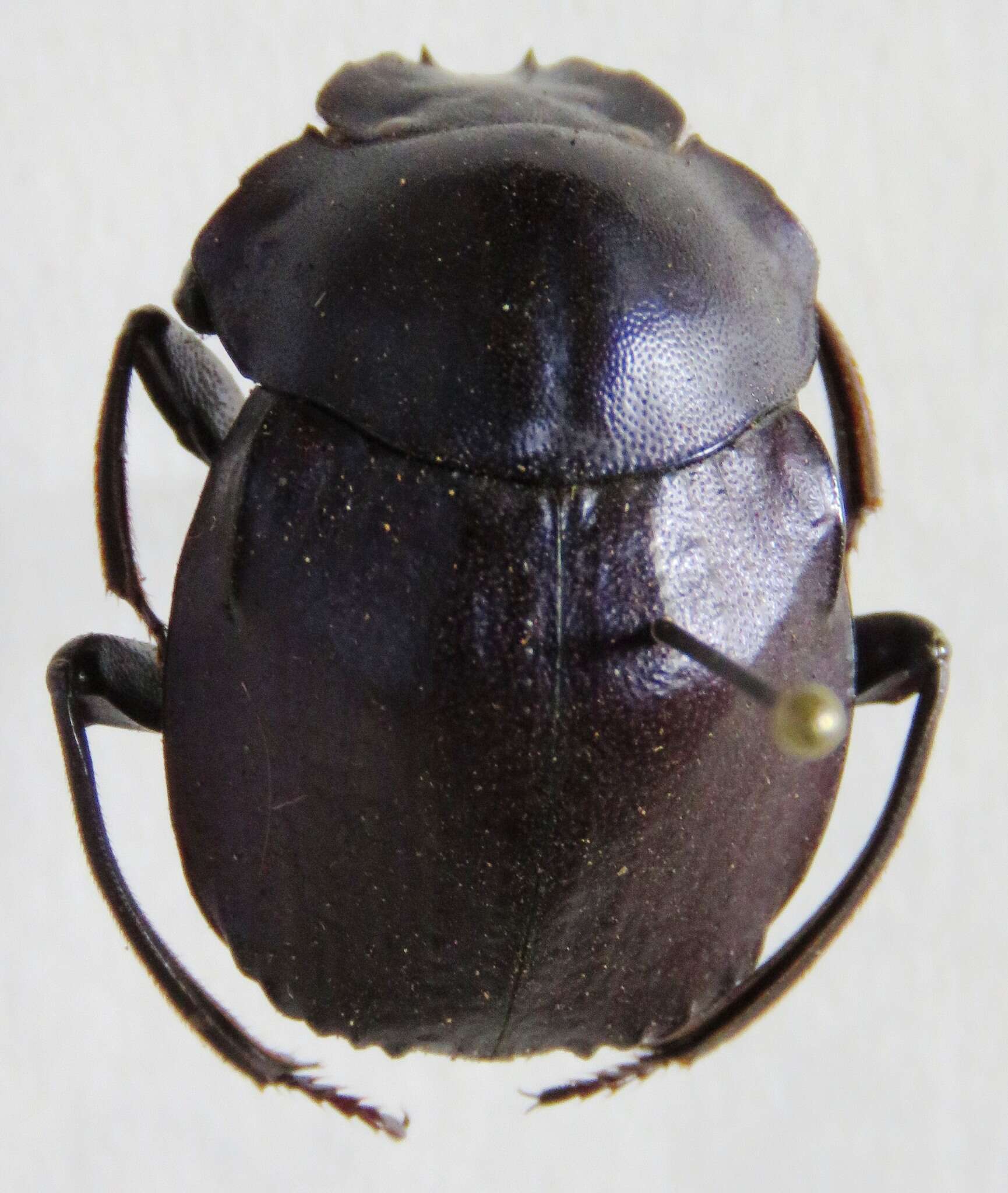 Image of Deltochilum (Calhyboma) mexicanum Burmeister 1848