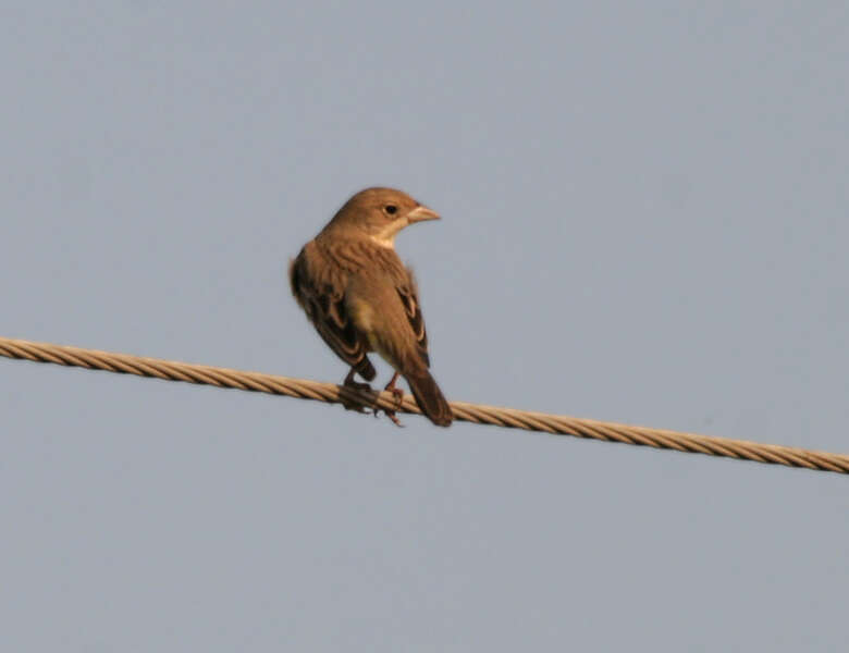 Image of Brown-headed Bunting