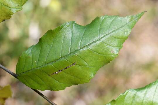 Image of Ulmus ismaelis C. A. Todzia & J. L. Panero