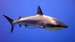 Image of Gray Reef Shark