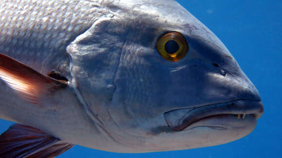 Image of two-spot red snapper