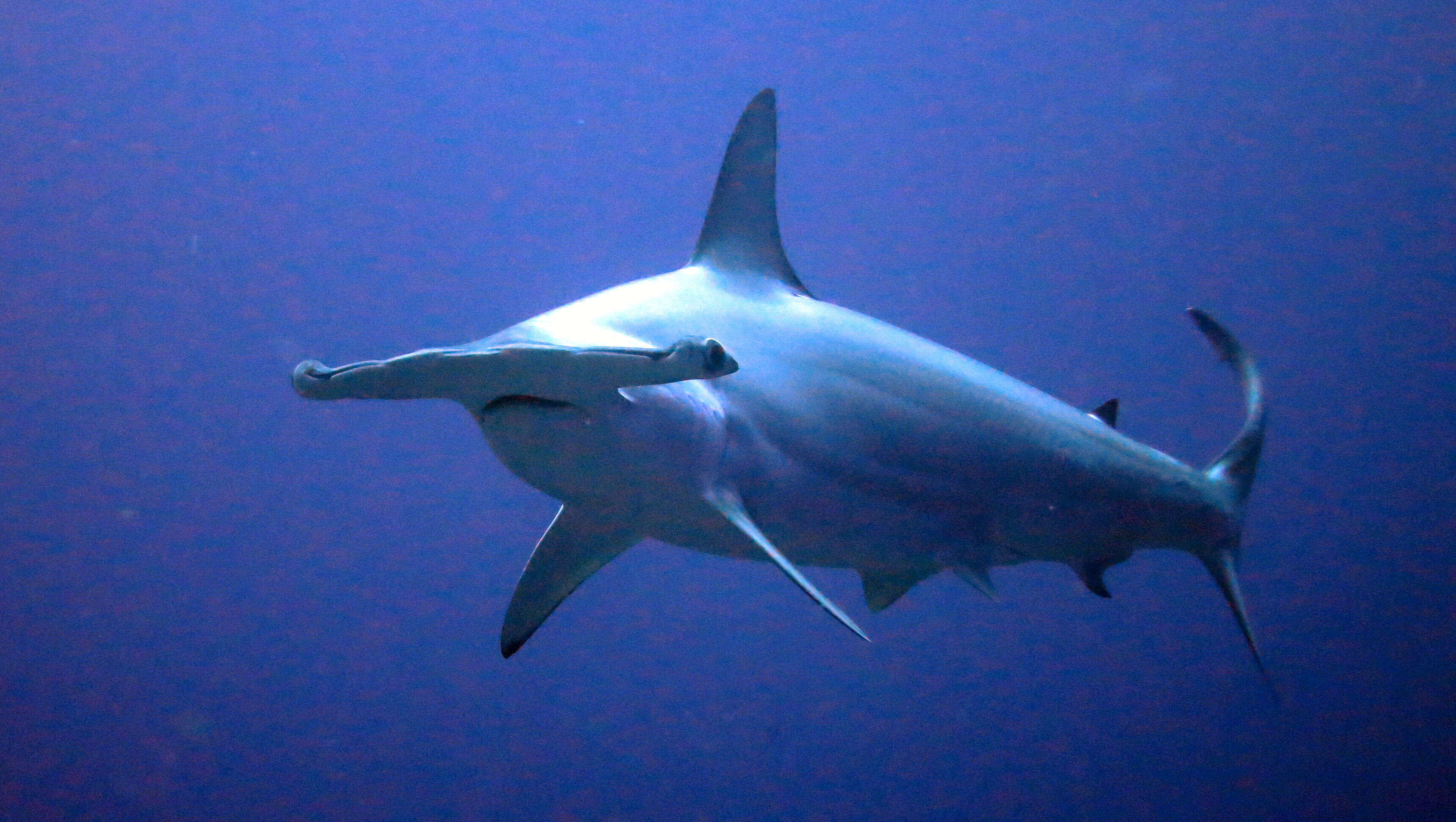 Image of Scalloped Hammerhead