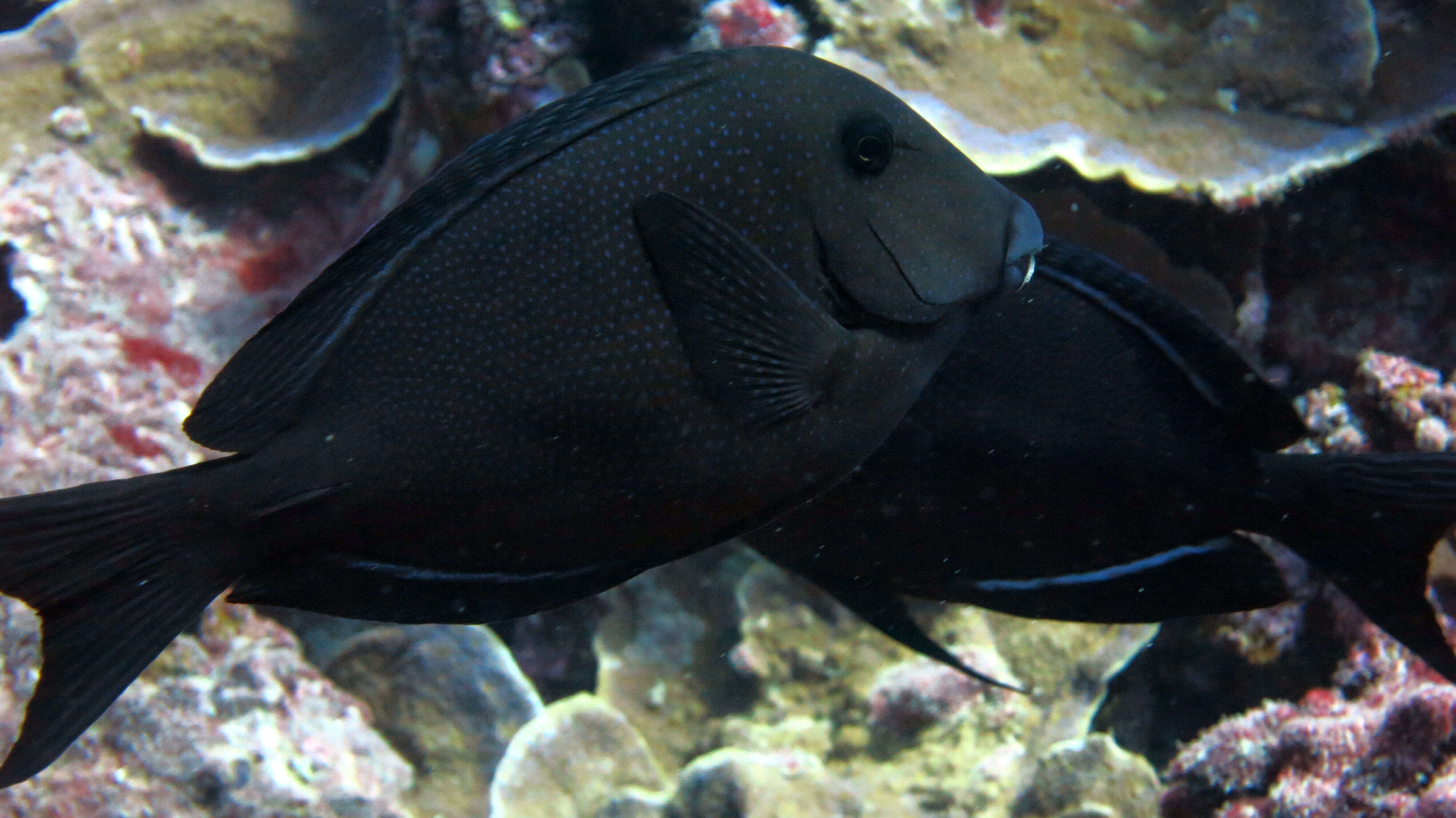 Image of Blue-spotted Bristletooth