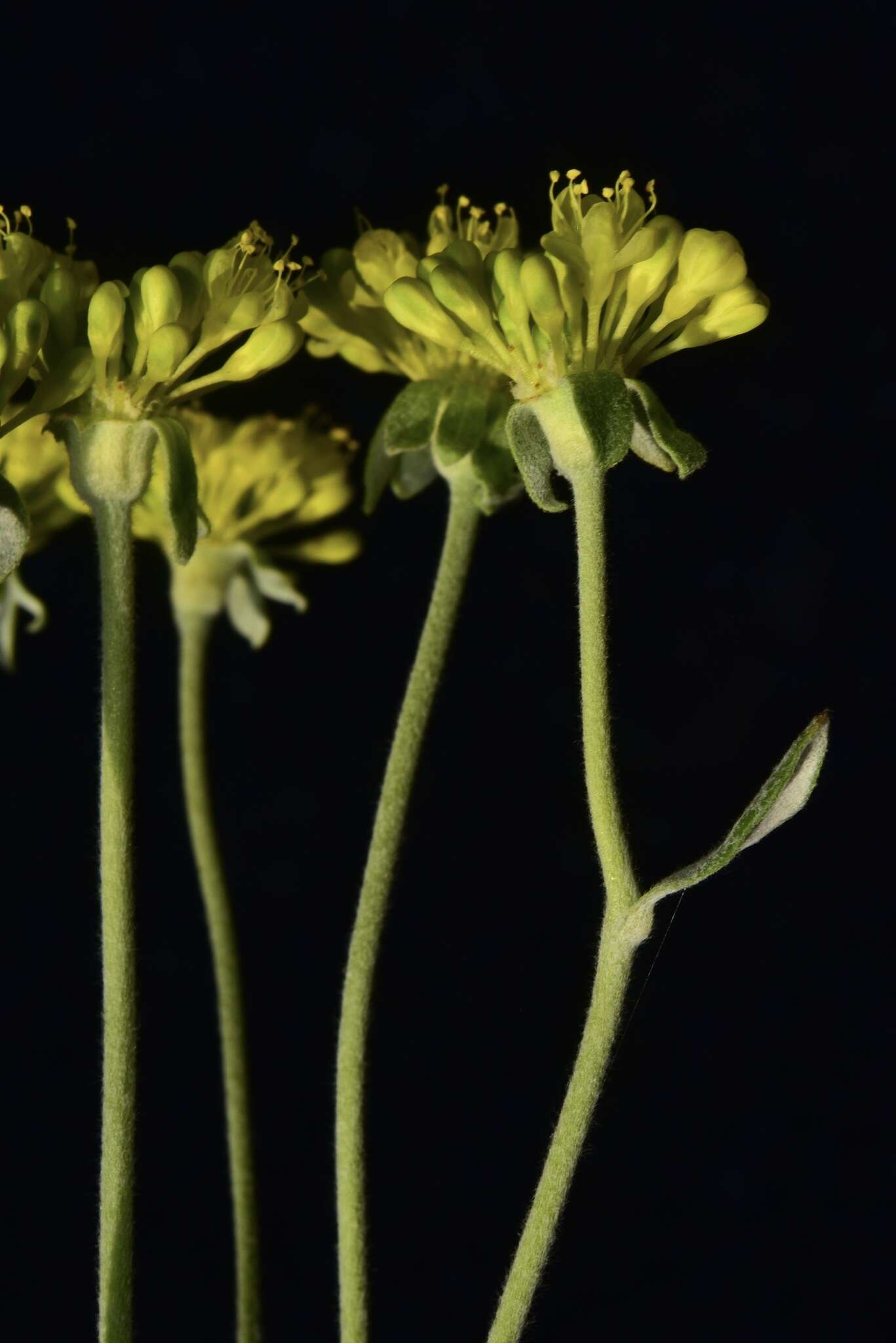 Eriogonum umbellatum var. goodmanii J. L. Reveal的圖片