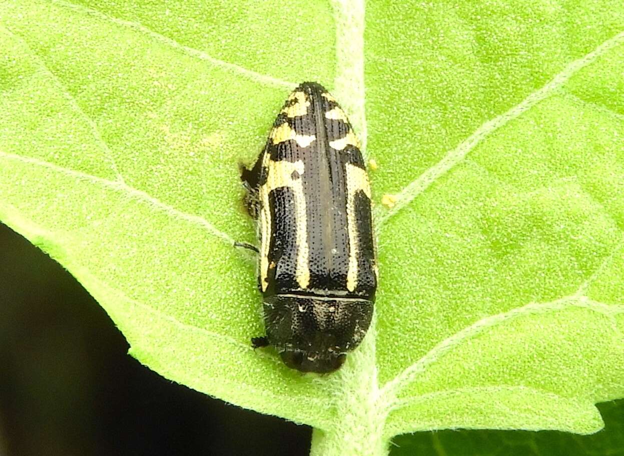 Image of Acmaeodera scalaris Mannerheim 1837