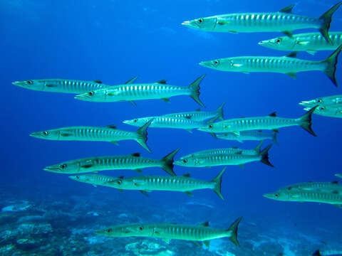 Image of Blackfin barracuda