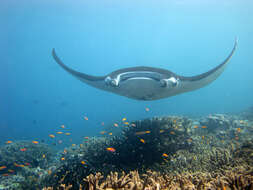 Image of Chevron Manta Ray