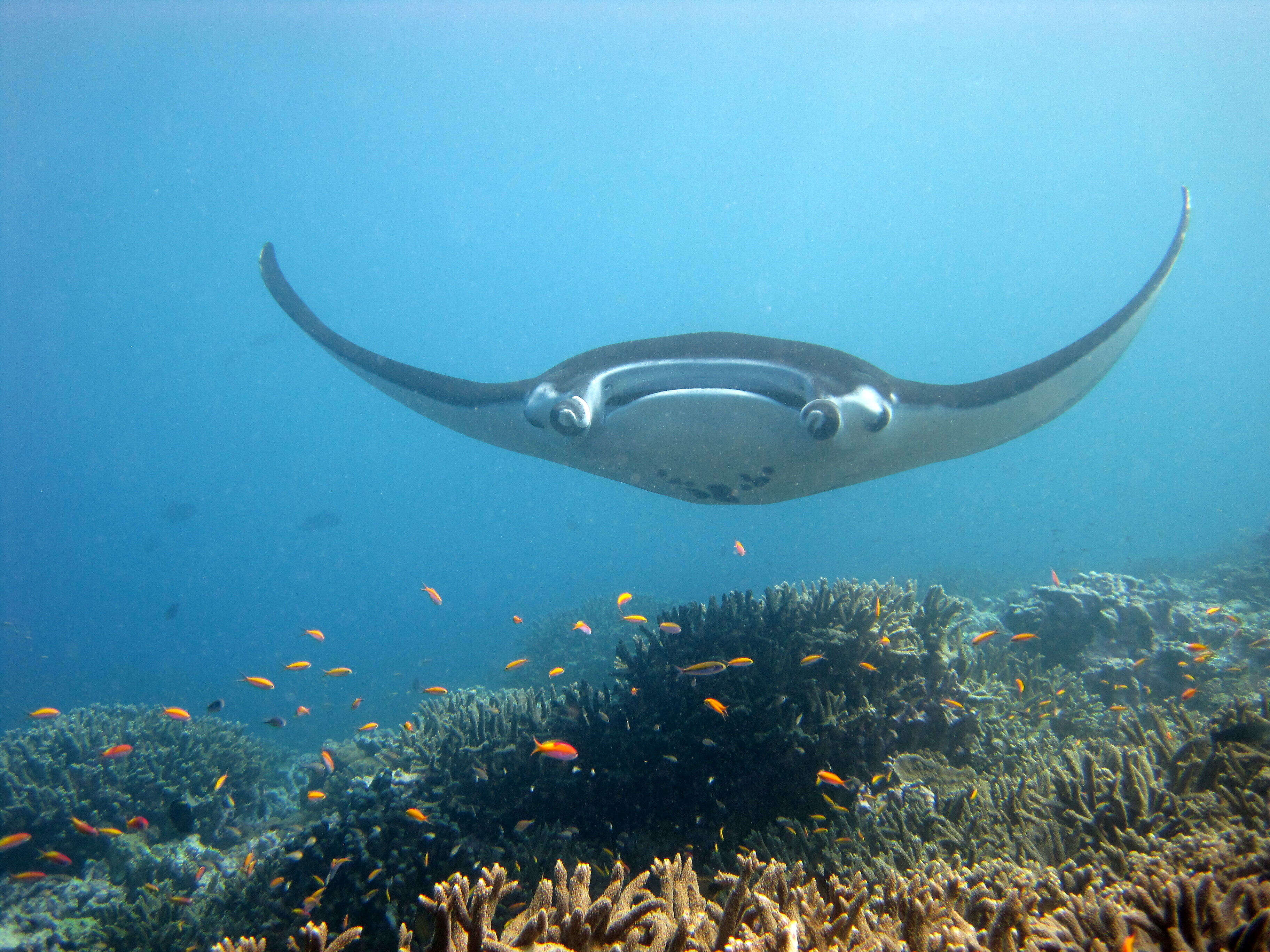 Image of Chevron Manta Ray