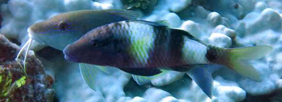 Image of Banded Goatfish