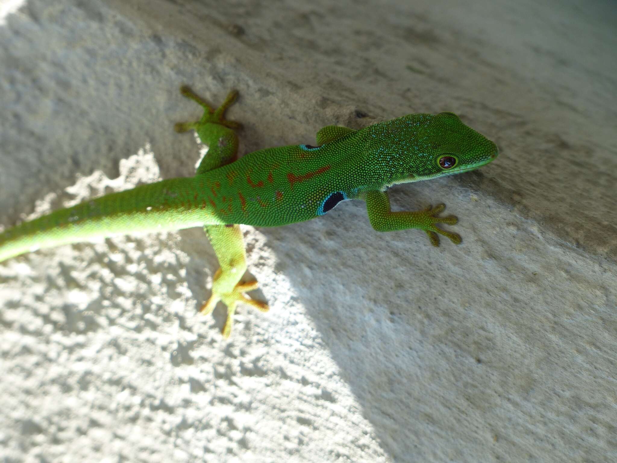 Image of Peacock Day Gecko