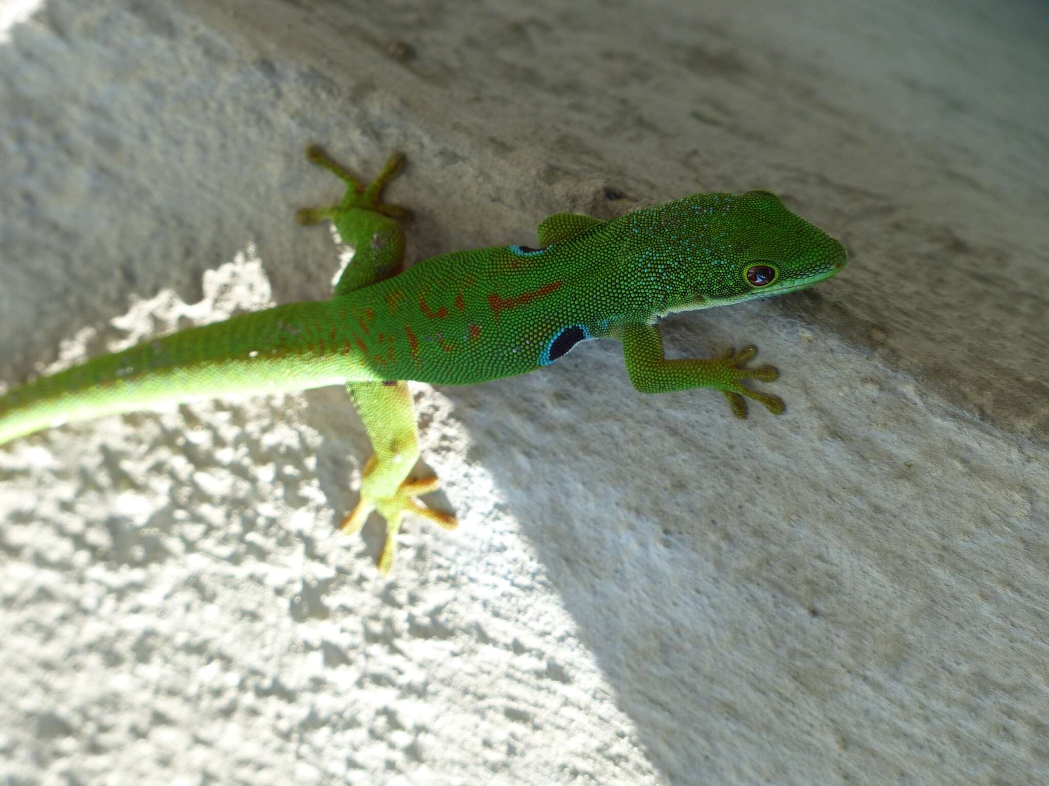 Слика од Phelsuma quadriocellata Peters 1883