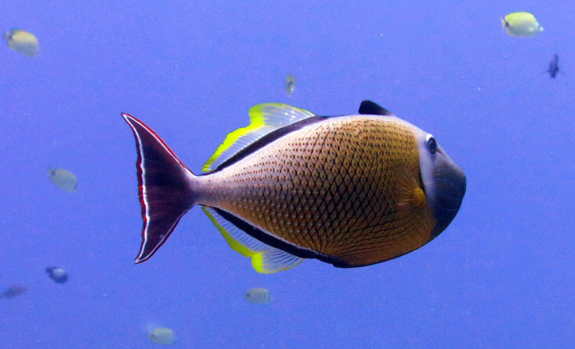 Image of Blue-throat Trigger