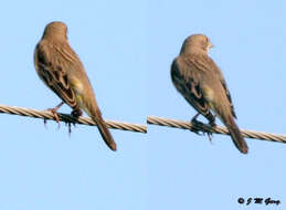 Image of Brown-headed Bunting