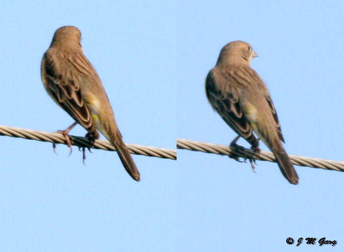 Image of Brown-headed Bunting