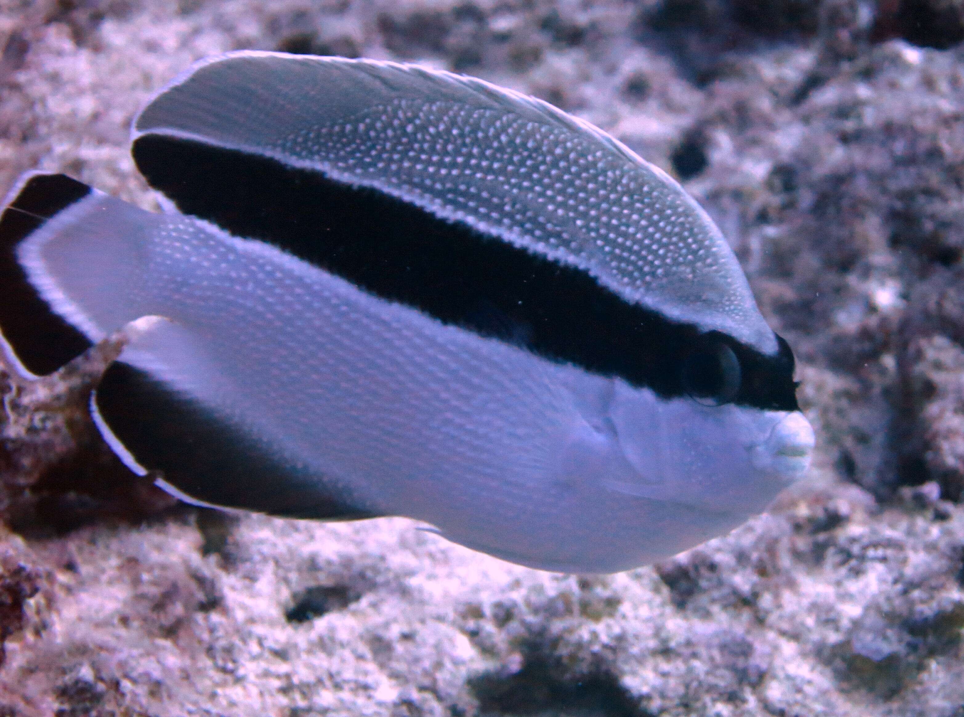 Image of Banded Angelfish