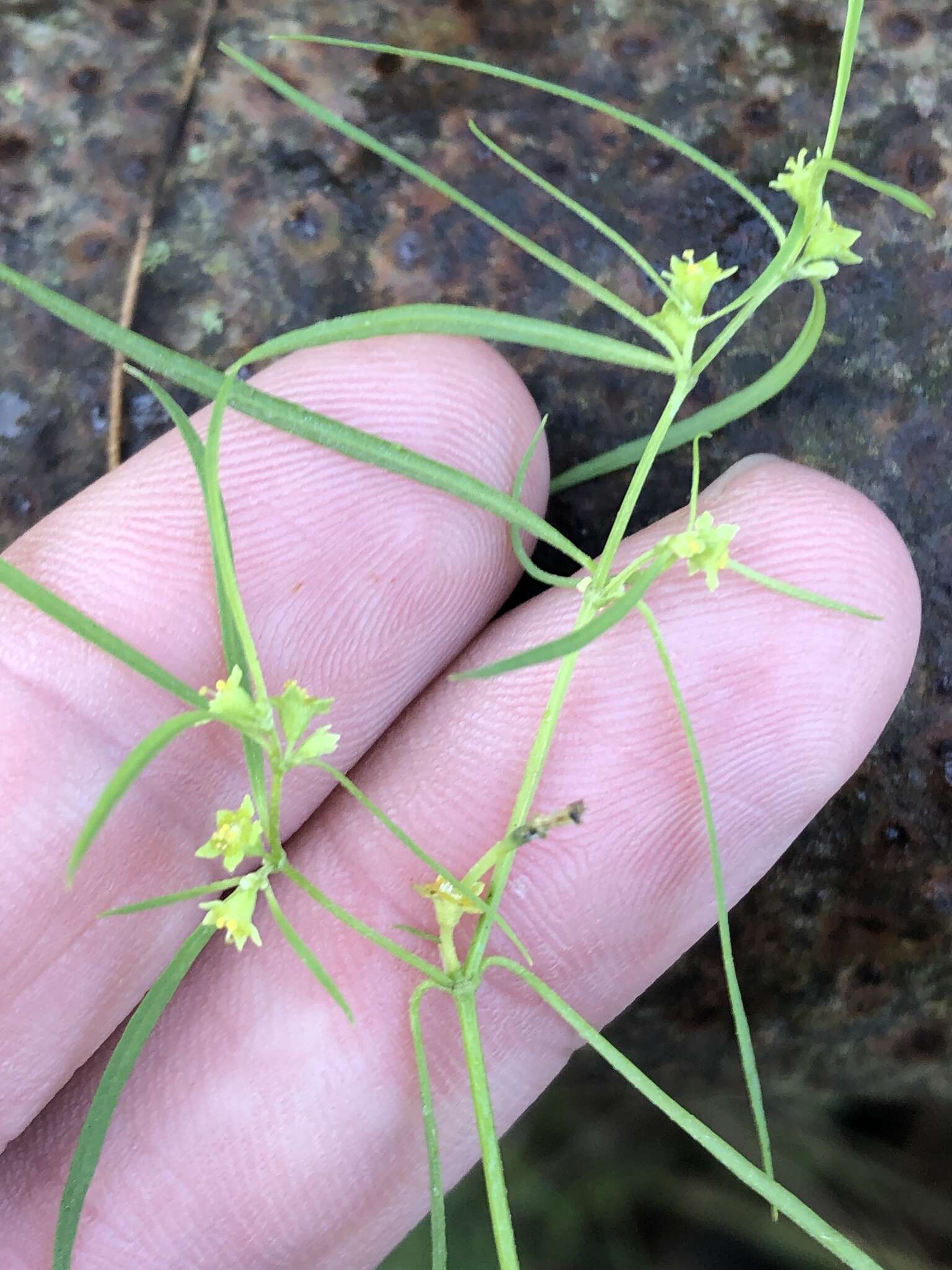 Image of sixangle spurge