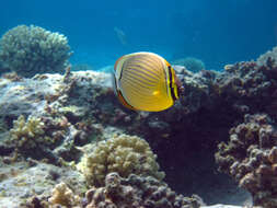 Image of Oval Butterflyfish