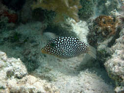 Image of Hawaiian Whitespotted Toby