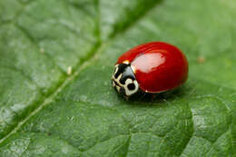 Image of Western Blood-Red Lady Beetle