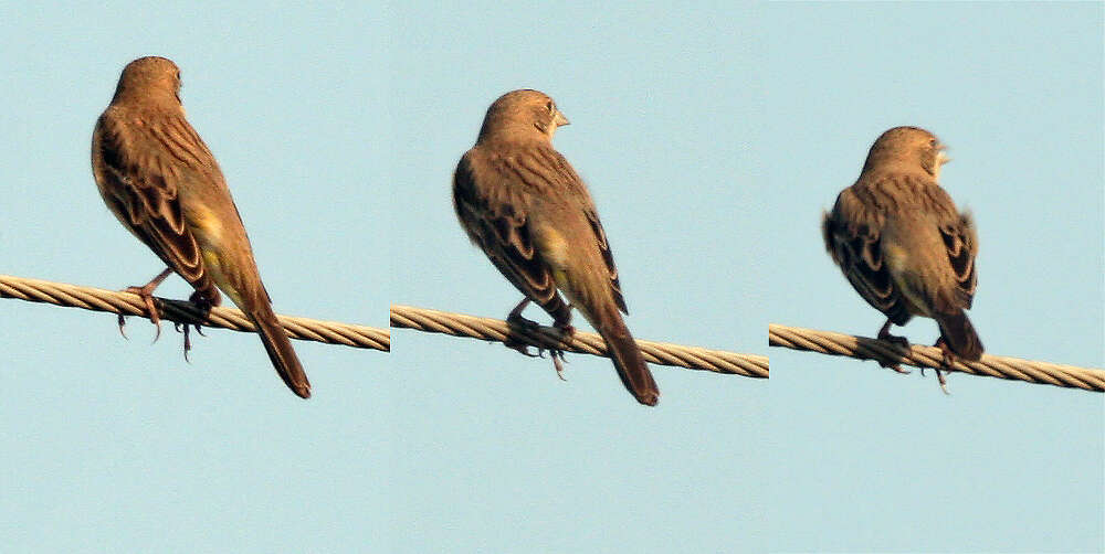 Image of Brown-headed Bunting