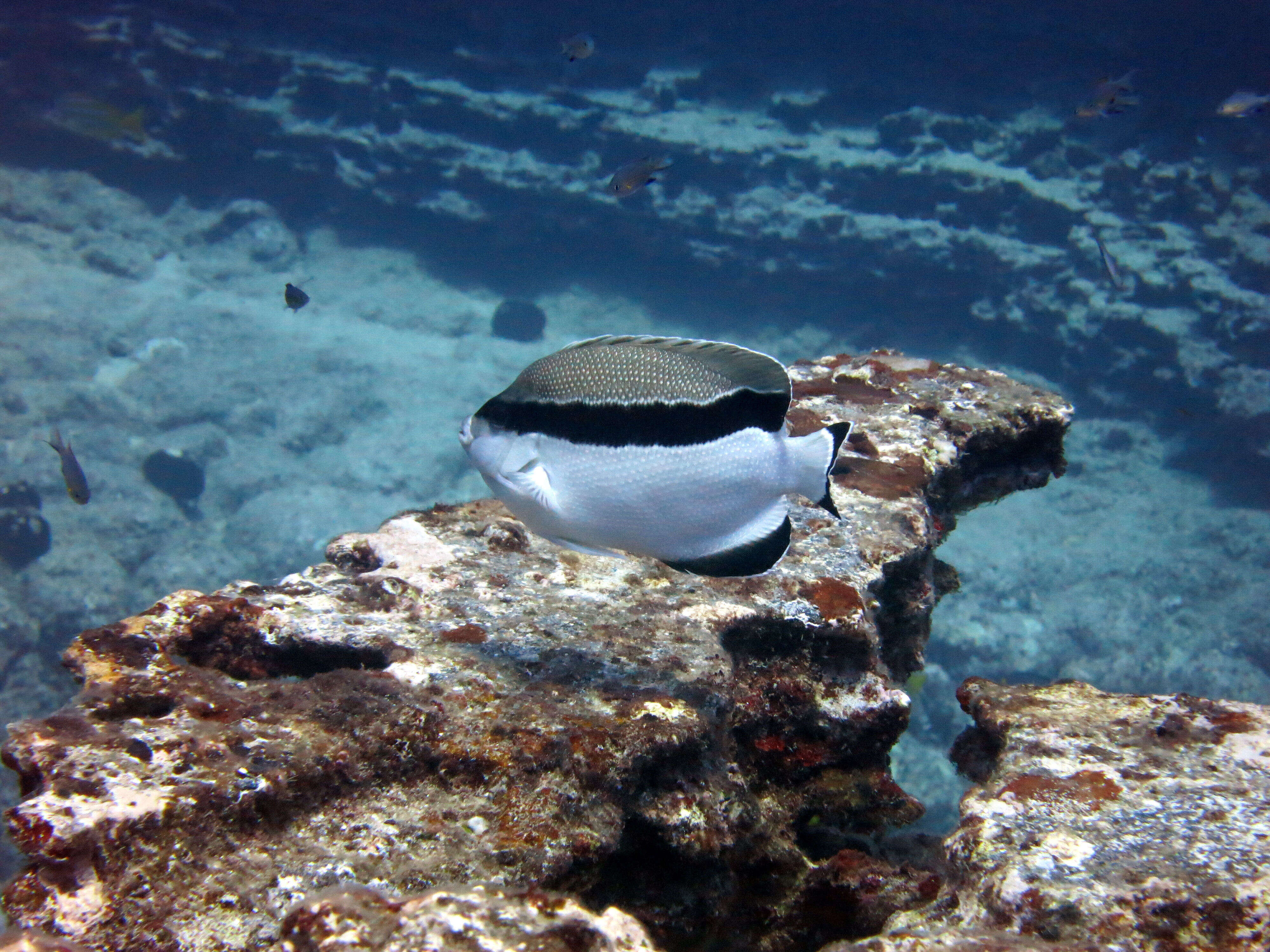 Image of Banded Angelfish