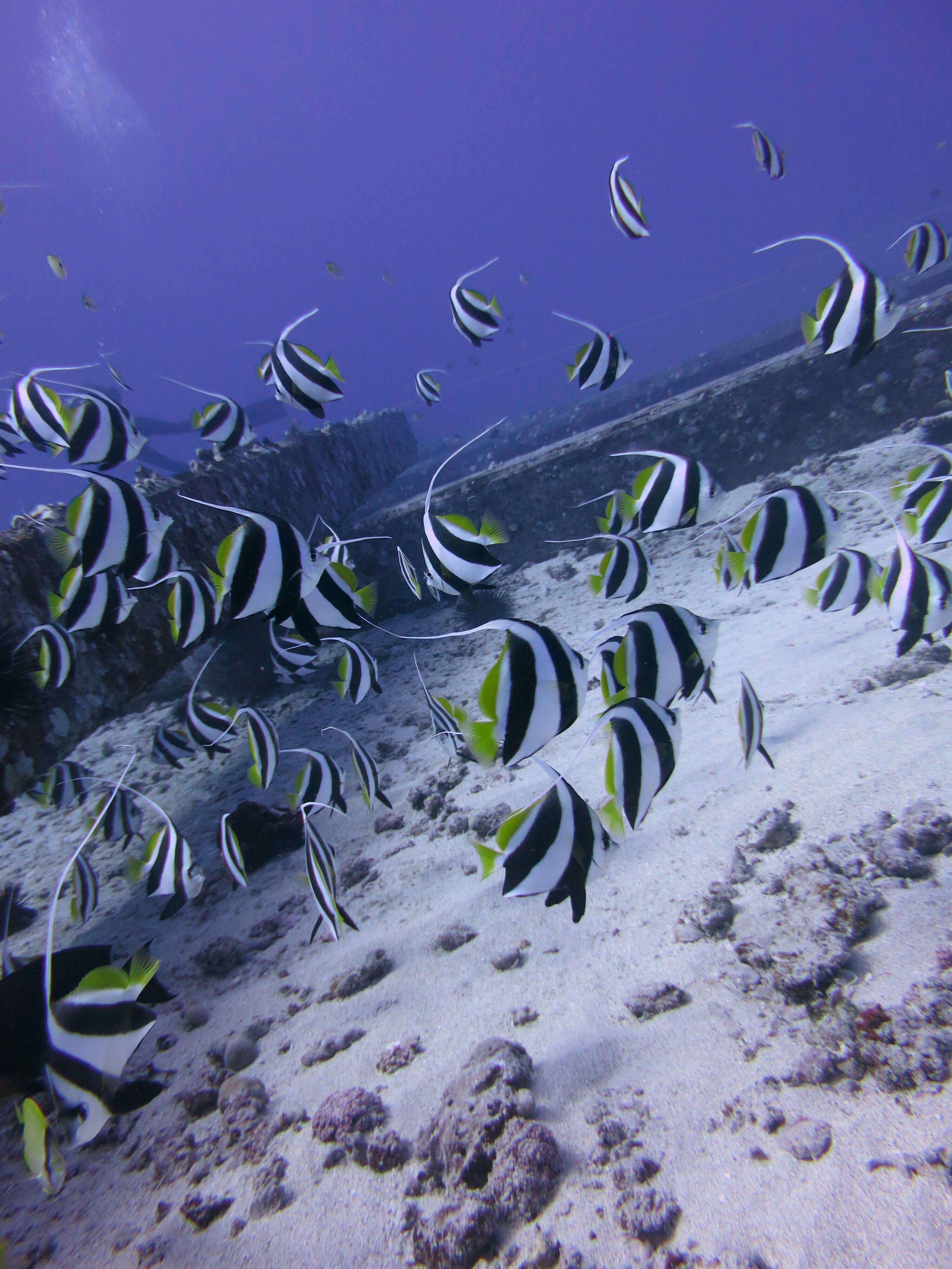 Image of Bannerfish