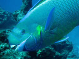 Image of Spectacled Parrotfish