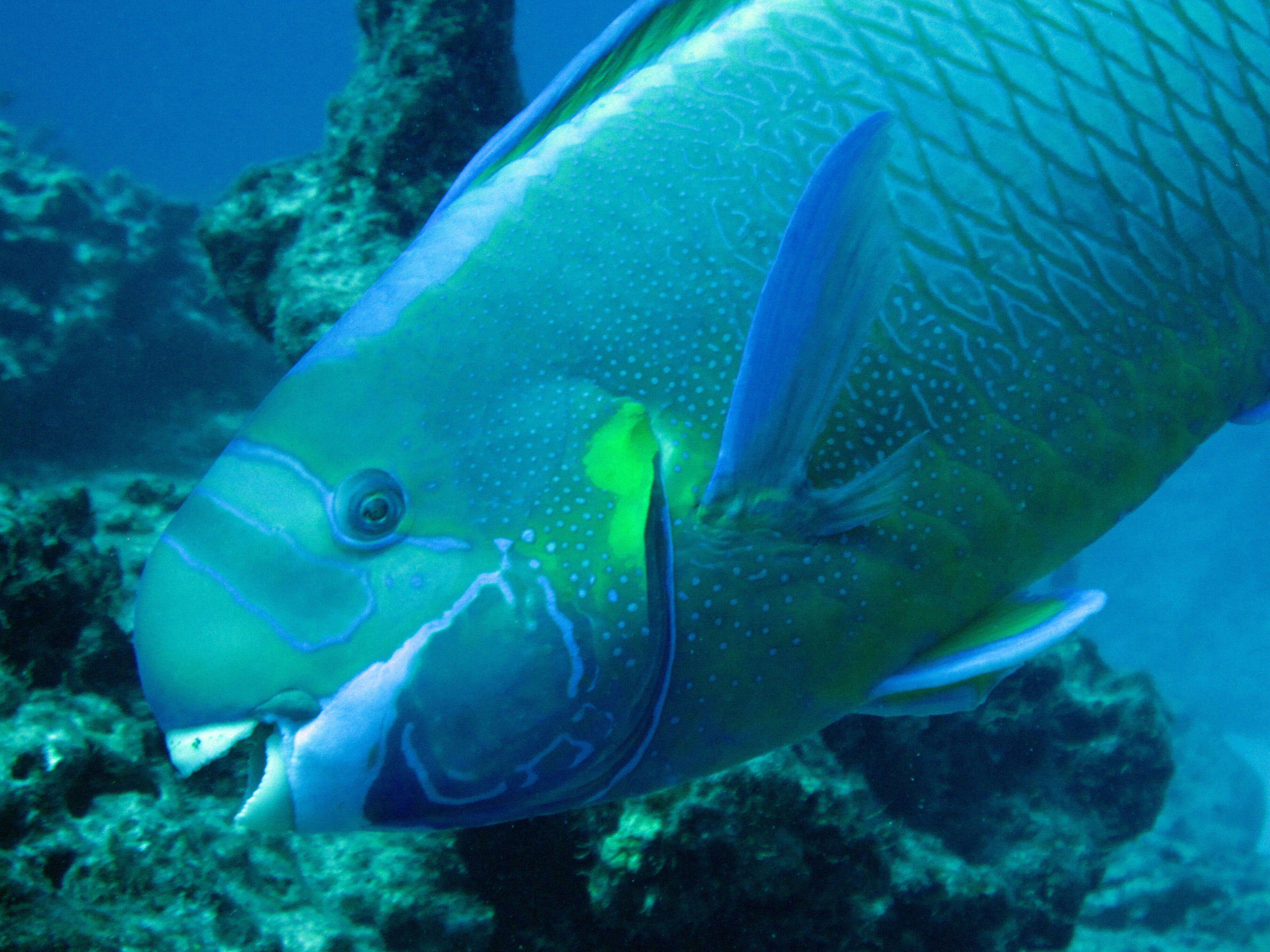 Image of Spectacled Parrotfish