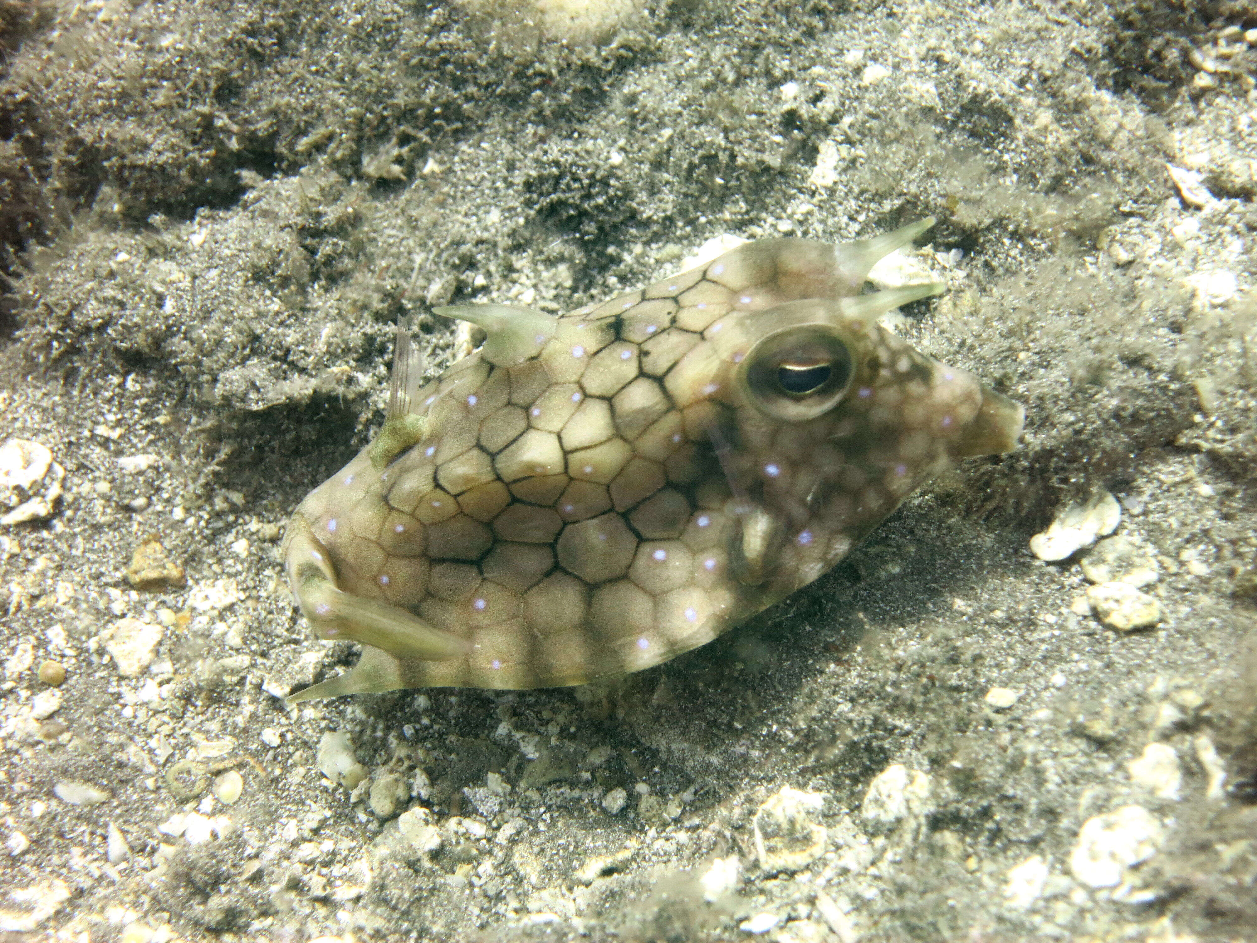 Image of Striped Burrfish