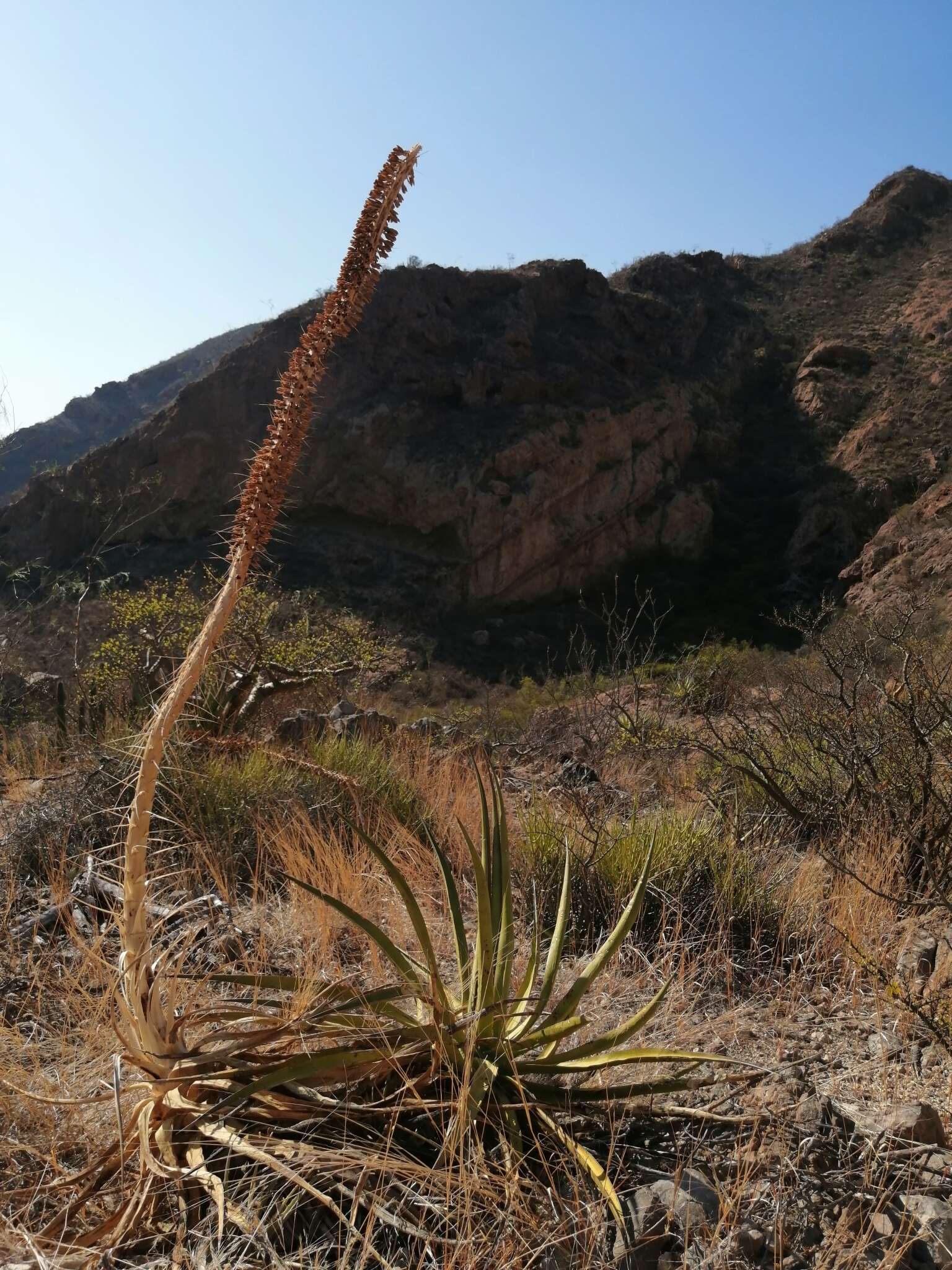 Image de Agave chrysoglossa I. M. Johnst.