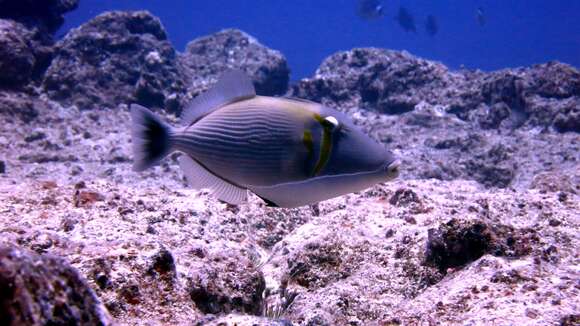 Image of Boomerang triggerfish