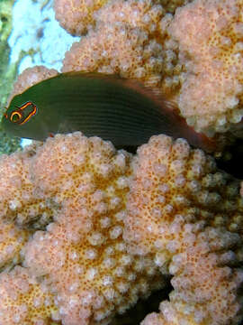 Image of Arc-eye Hawkfish