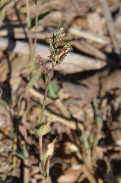 Image of Sprawling Liverseed Grass