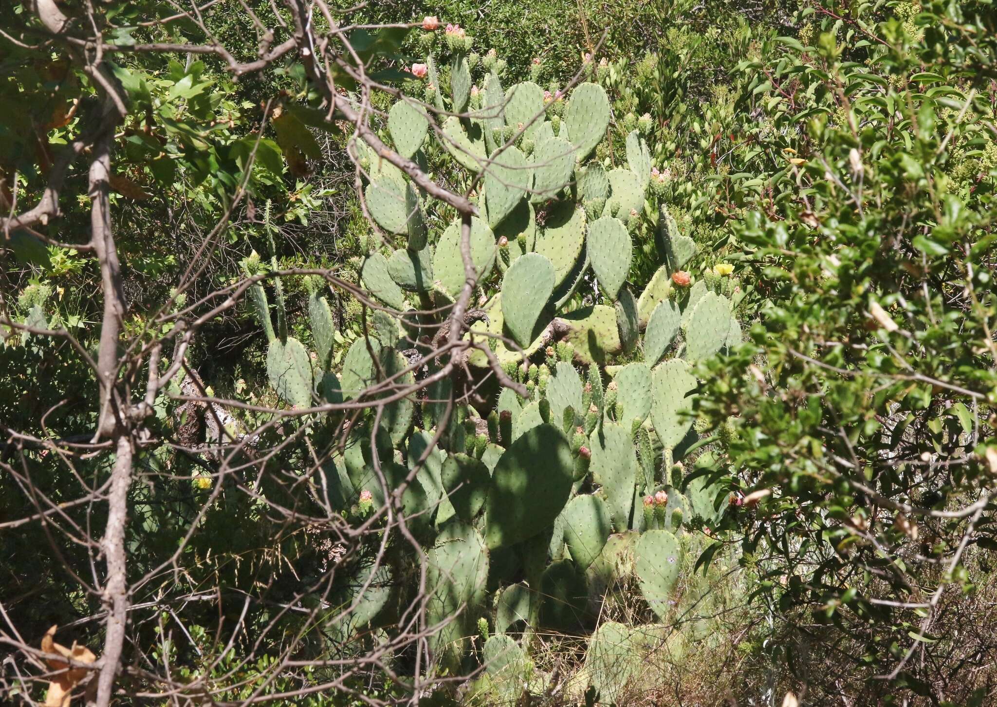 Image of pricklypear