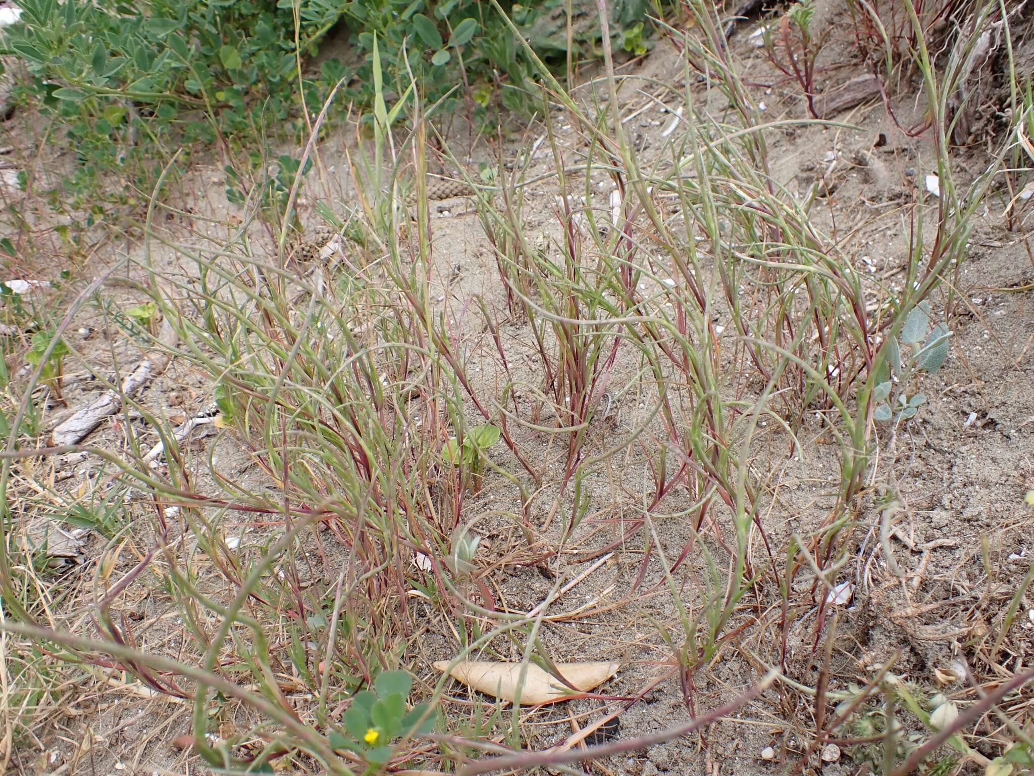 Image of curved sicklegrass