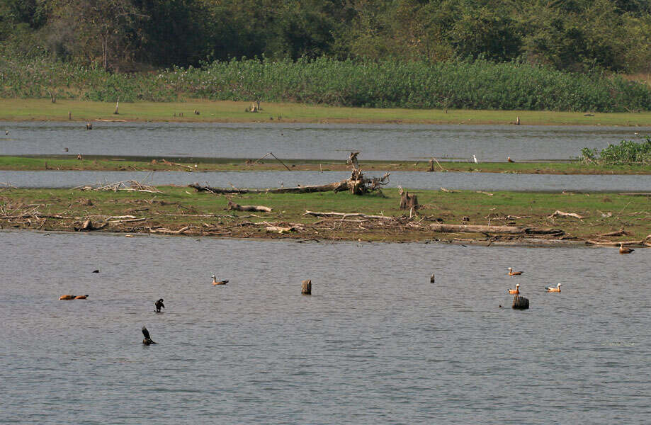 Image of Ruddy Shelduck