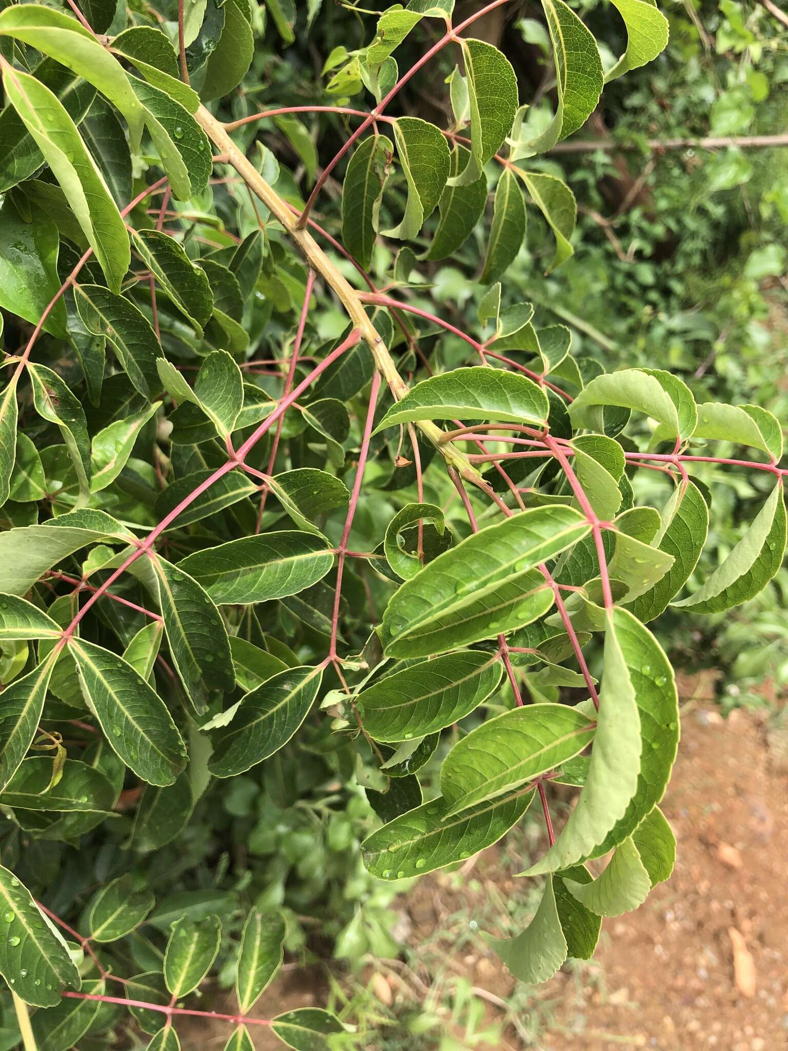 Commiphora harveyi (Engl.) Engl.的圖片