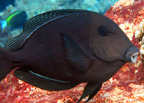 Image of Blue-spotted Bristletooth