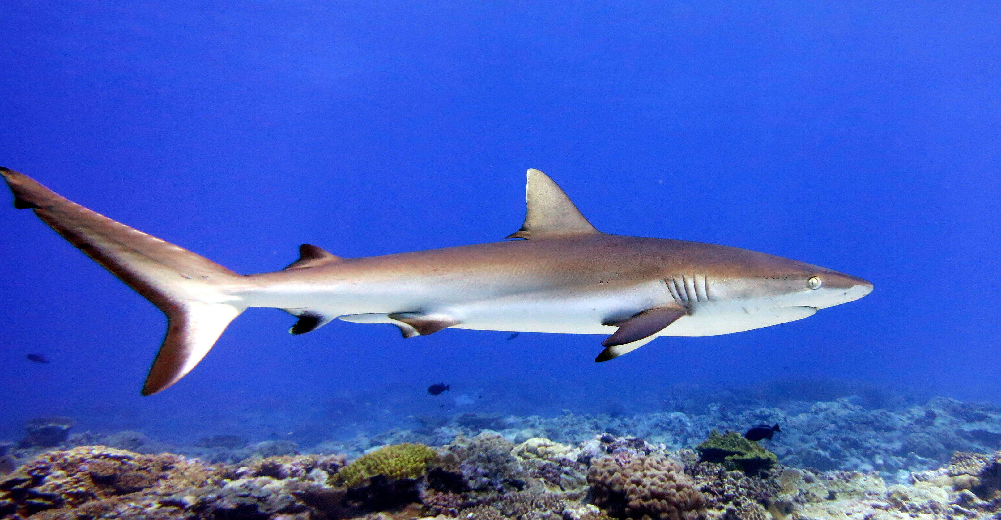 Image of Gray Reef Shark